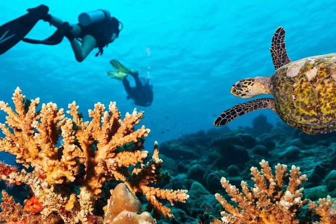 Scuba Diving Boat Trip in Island Catalina With Pickup - Booking Details