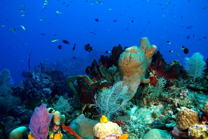 Scuba Diving Boat Trip in Island Catalina With Pickup - Participant Information