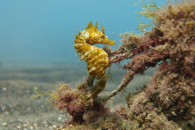 Scuba Diving Experience for Beginners in Gran Canaria - Pickup and Drop-off Information