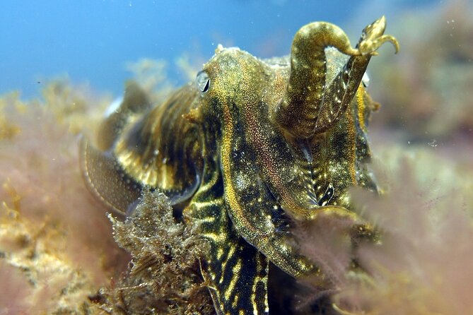 Scuba Diving Experience for Beginners in Gran Canaria - Reviews and Testimonials