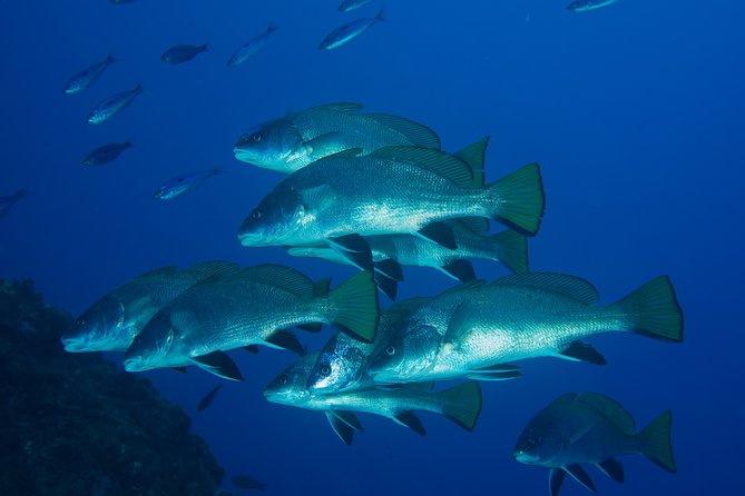 Scuba Diving Experience for Beginners in Menorca - Dive Duration and Maximum Depth