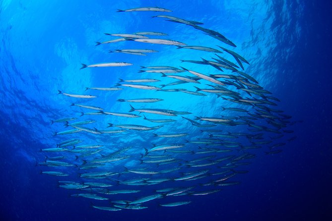 Scuba Diving Experience for Beginners in Menorca - Common Questions