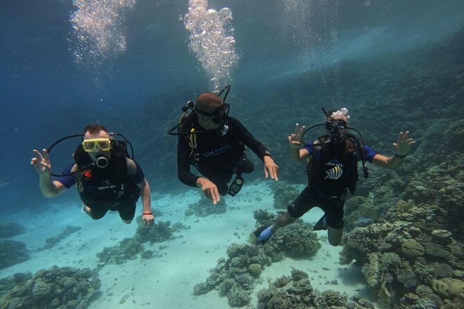 Scuba Diving Experience in Hurghada With Lunch - Pick-up Information