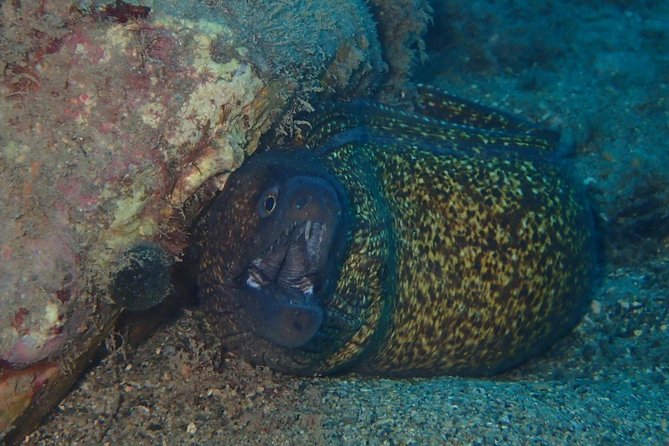 Scuba Diving Experience in Taormina - Important Information for Participants