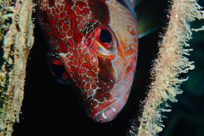 Scuba Diving Experience in Taormina - The Sum Up