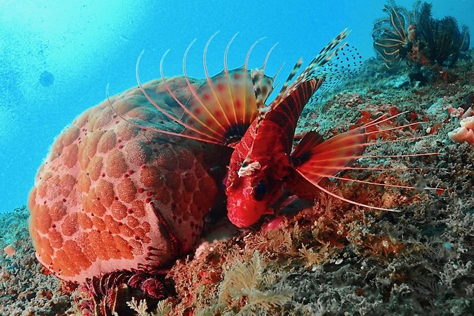 Scuba Diving For Beginners - Essential Scuba Diving Equipment