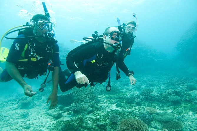Scuba Diving For Beginners - Choosing the Right Scuba Diving Certification