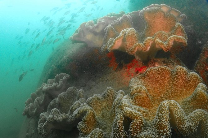 Scuba Diving For Beginners - How to Prepare for Your First Scuba Diving Experience