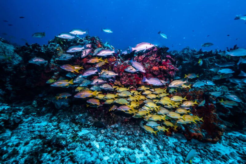 Scuba diving for beginners in crystal clear sea of Halkidiki - Good To Know