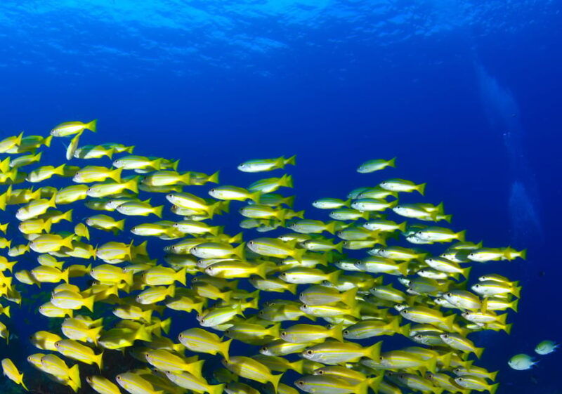 Scuba diving for beginners in crystal clear sea of Halkidiki - Introducing Halkidiki’s Underwater World
