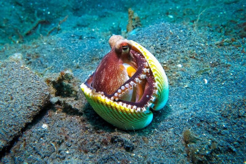 Scuba diving for beginners in crystal clear sea of Halkidiki - Practical Tips for Participants