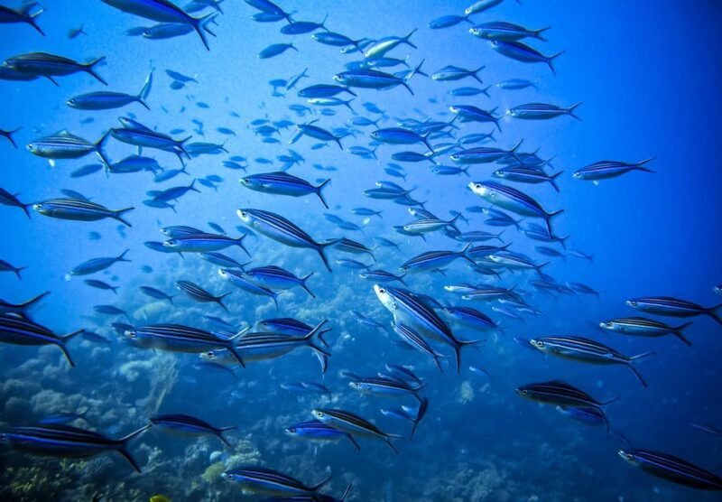 Scuba diving for beginners in crystal clear sea of Halkidiki - Why You Should Consider This Tour