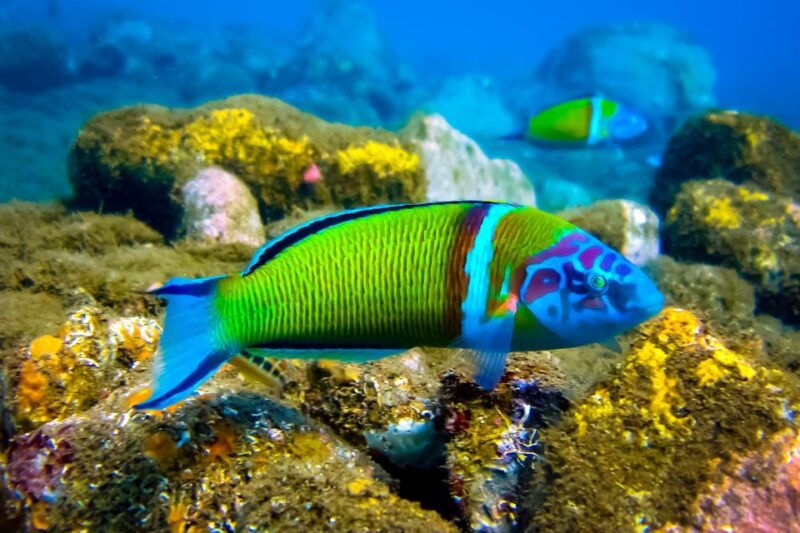 Scuba diving for beginners in crystal clear sea of Halkidiki - Who Will Love This Experience?