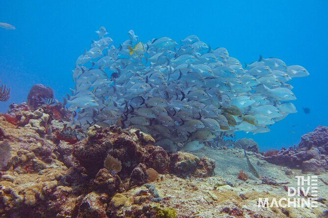 Scuba Diving for Beginners  Playa del Carmen or Tulum - Practical Tips for Future Divers