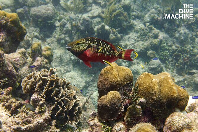 Scuba Diving for Beginners  Playa del Carmen or Tulum - FAQ