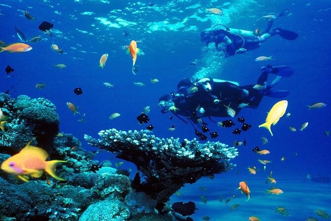 Scuba Diving for Beginners W/ Lunch & Transfer - Sharm El Sheikh - Diving Location Overview