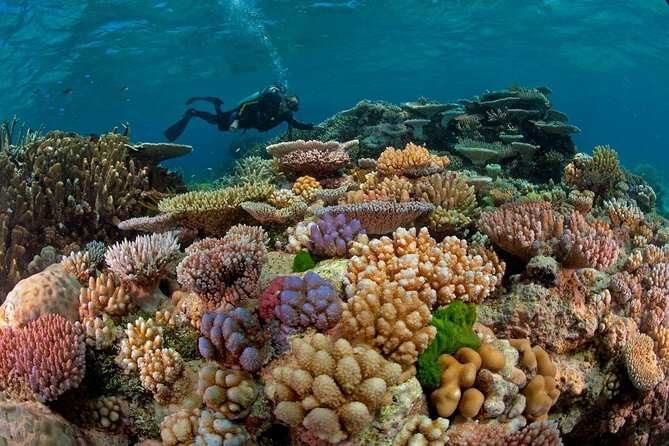 Scuba Diving for Beginners W/ Lunch & Transfer - Sharm El Sheikh - Equipment Provided