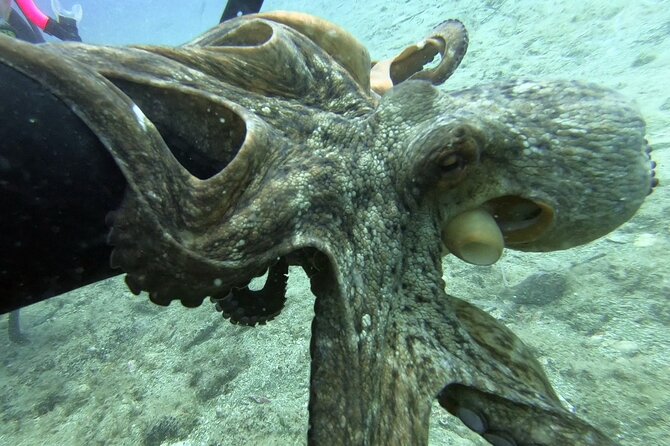 Scuba Diving for Beginners With a PADI Instructor Near Heraklion - Inclusions