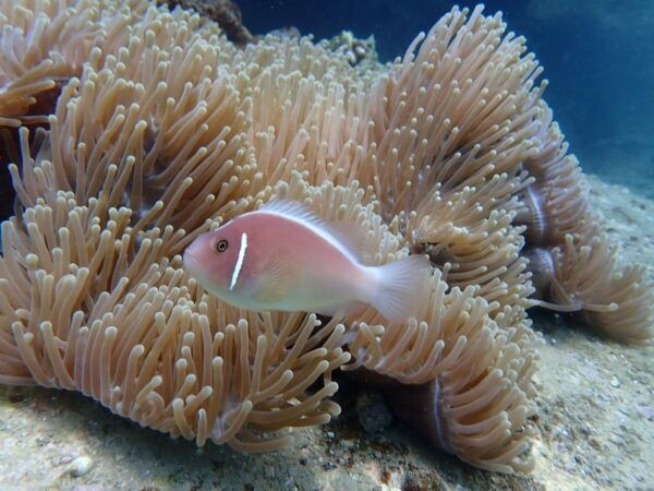 Scuba Diving for Beginners With Certified Diving Centre - The Sum Up