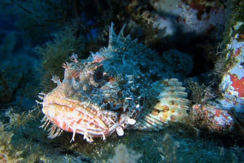 Scuba diving for certified divers, 2 Dives - The Guides and Equipment: Ensuring a Safe and Enjoyable Dive