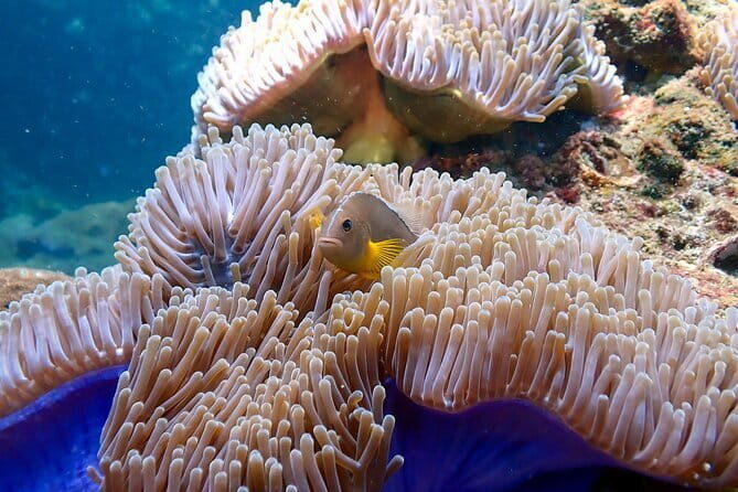 Scuba Diving for Certified Divers from Koh Yao Yai - Practical Aspects and Logistics