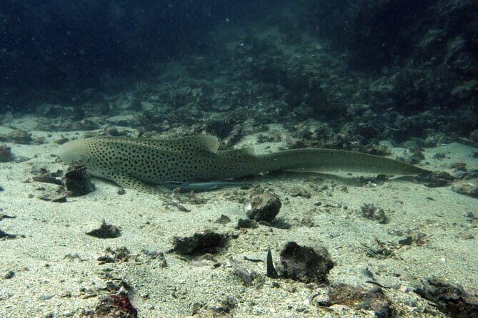 Scuba Diving for Certified Divers from Koh Yao Yai - Good To Know