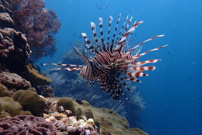 Scuba Diving for Certified Divers from Koh Yao Yai - What Makes This Tour Stand Out?