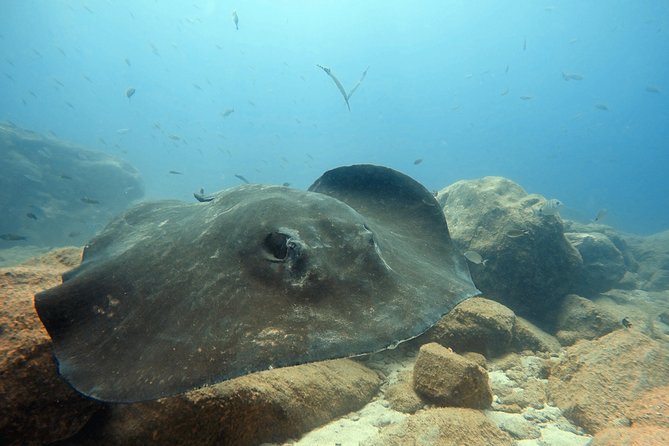 Scuba Diving for Certified Divers in Costa Adeje - Inclusions and Equipment Provided