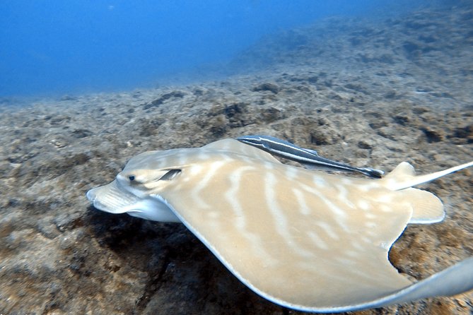 Scuba Diving for Certified Divers in Costa Adeje - Cancellation Policy and Additional Information