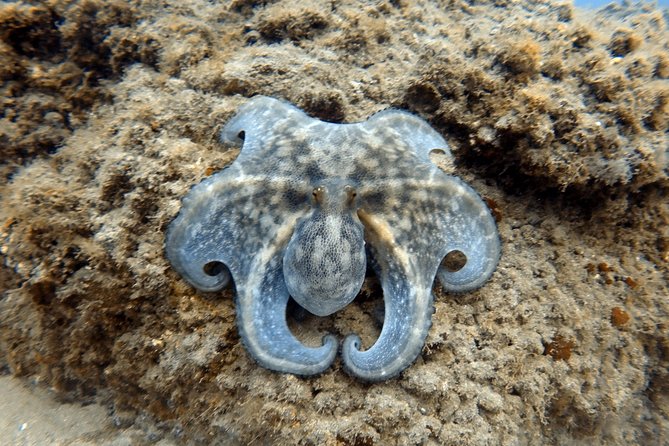 Scuba Diving for Certified Divers in Costa Adeje - Viator Help Center and Product Code