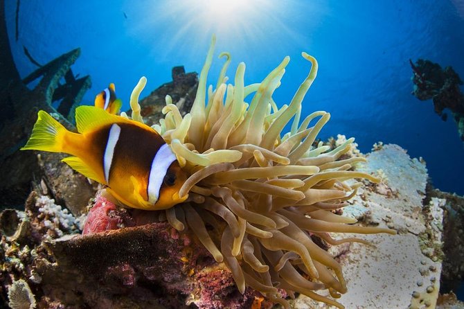 Scuba Diving From Aqaba City Or Talabay ( Beach ) - Good To Know