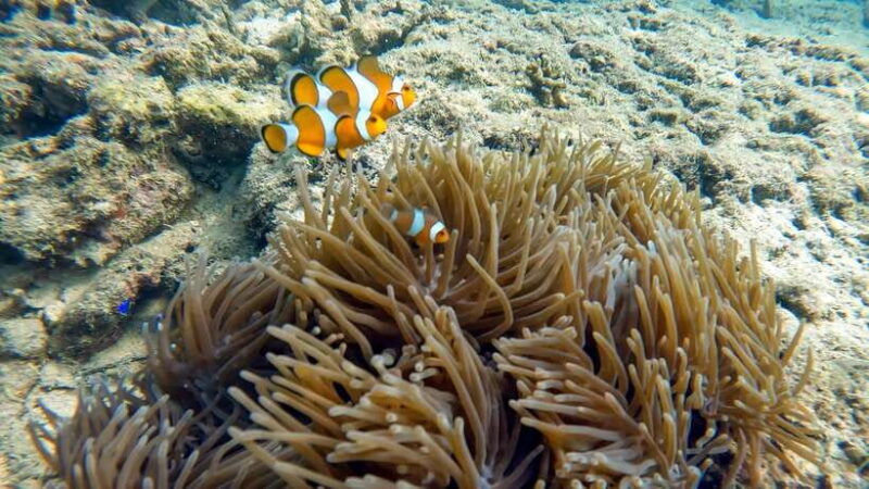 Scuba Diving From Stunning Coral Reef in the Heart of Phuket - Good To Know