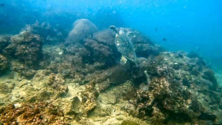 Scuba Diving From Stunning Coral Reef in the Heart of Phuket - Equipment and Instructor Provided
