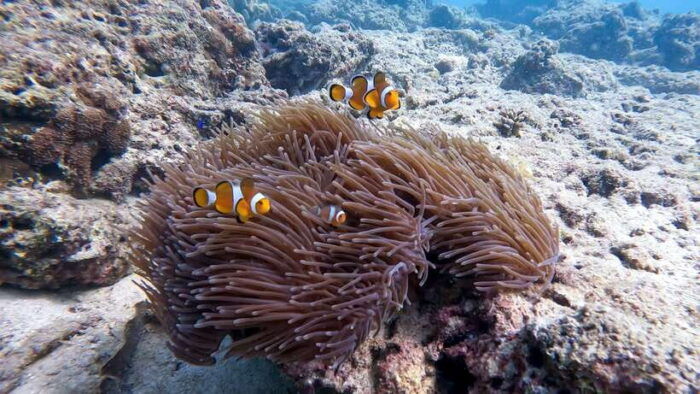 Scuba Diving From Stunning Coral Reef in the Heart of Phuket - Discover Scuba and PADI Certification Courses