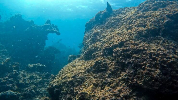 Scuba Diving From Stunning Coral Reef in the Heart of Phuket - Exploring Phukets Coral Reef