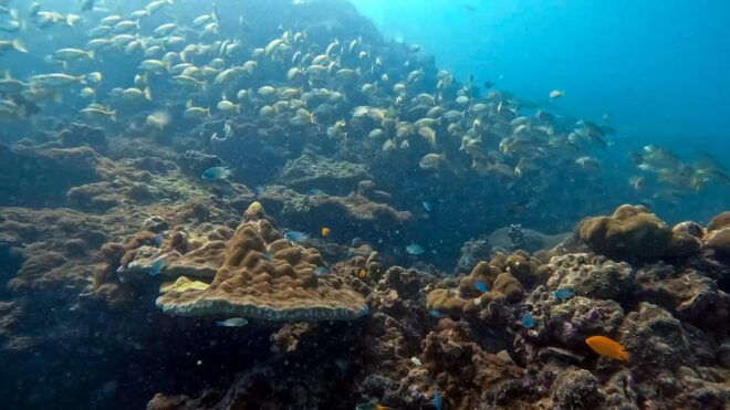 Scuba Diving From Stunning Coral Reef in the Heart of Phuket - Equipment and Inclusions