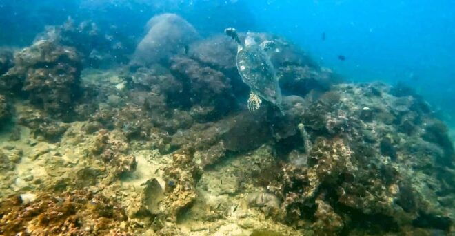 Scuba Diving From Stunning Coral Reef in the Heart of Phuket - Diving Options for All Levels