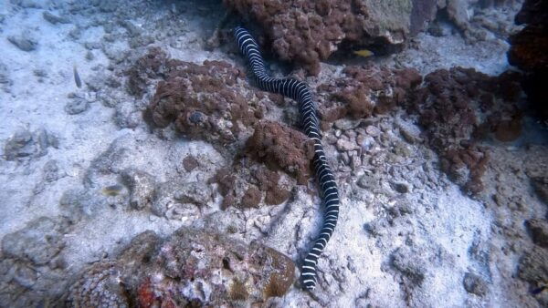 Scuba Diving From Stunning Coral Reef in the Heart of Phuket - Customer Experiences and Ratings