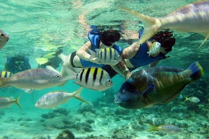 Scuba Diving Full Day At Catalina Island - Dive Experience at Catalina Island