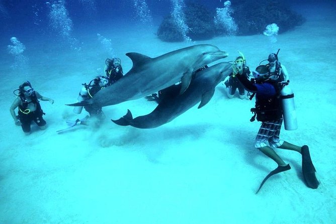 Scuba Diving Full Day Boat Trip for Beginners With Lunch & Transfer – Hurghada - Individual Reviews