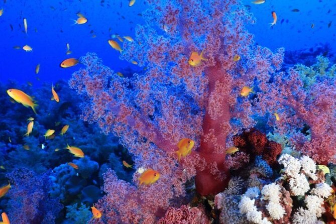 Scuba Diving Full Day With 2 Stops Daily Diving From Hurghada - Good To Know
