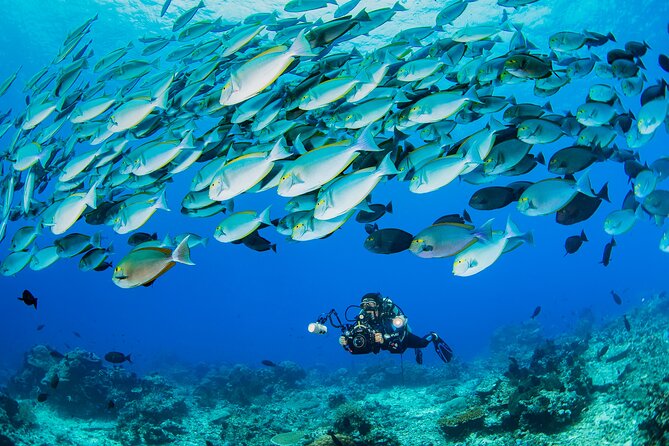 Scuba Diving Full Day With 2 Stops Daily Diving From Hurghada - Meeting and Pickup Information