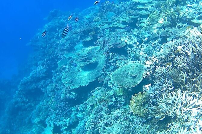 Scuba Diving Full Day With 2 Stops Daily Diving From Hurghada - Pricing and Availability
