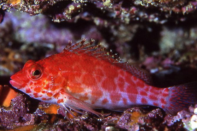 Scuba Diving Hermosa and Coco Beach for Certified Divers - Good To Know