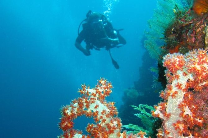 Scuba Diving in AMED BALI - Reviews and Ratings for AMED Diving