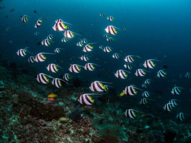 Scuba Diving in Boracay: SSI Advanced OW Certification - Depth Limitations