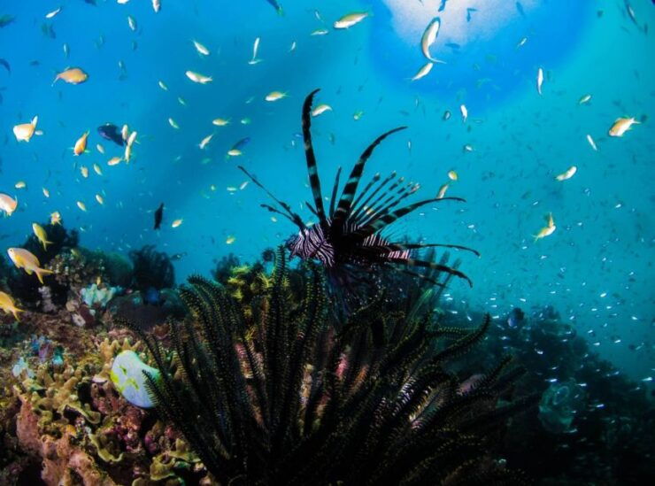 Scuba Diving in Boracay: SSI Open Water Certification - Booking Details and Cancellation Policies