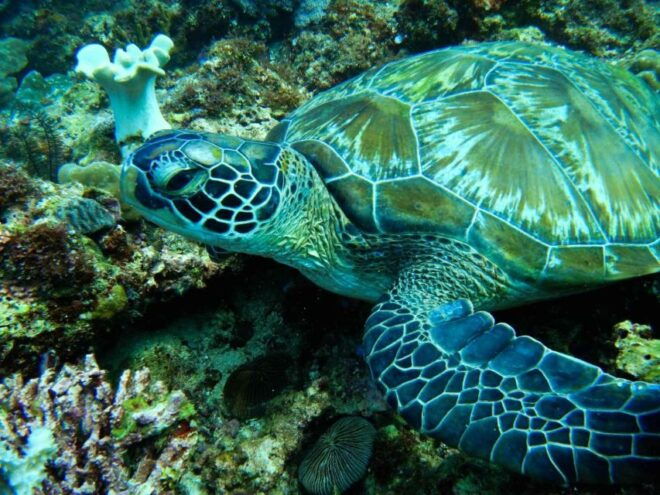 Scuba Diving in Boracay: SSI Open Water Certification - Prerequisites and Guidance for Beginners