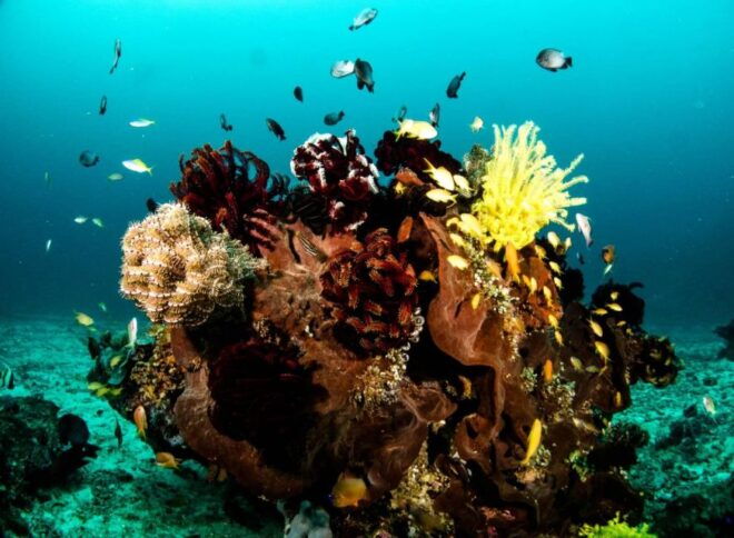Scuba Diving in Boracay: SSI Open Water Certification - Steps to Obtain SSI Open Water Certification