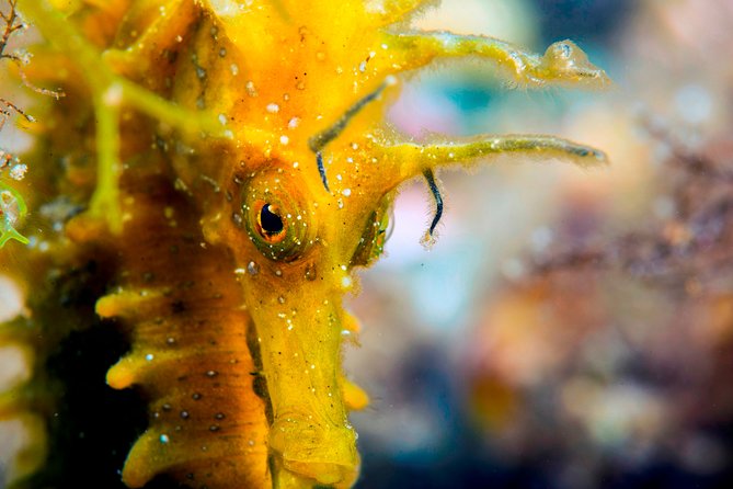 Scuba Diving in Calabria, Italy - Dive Experience